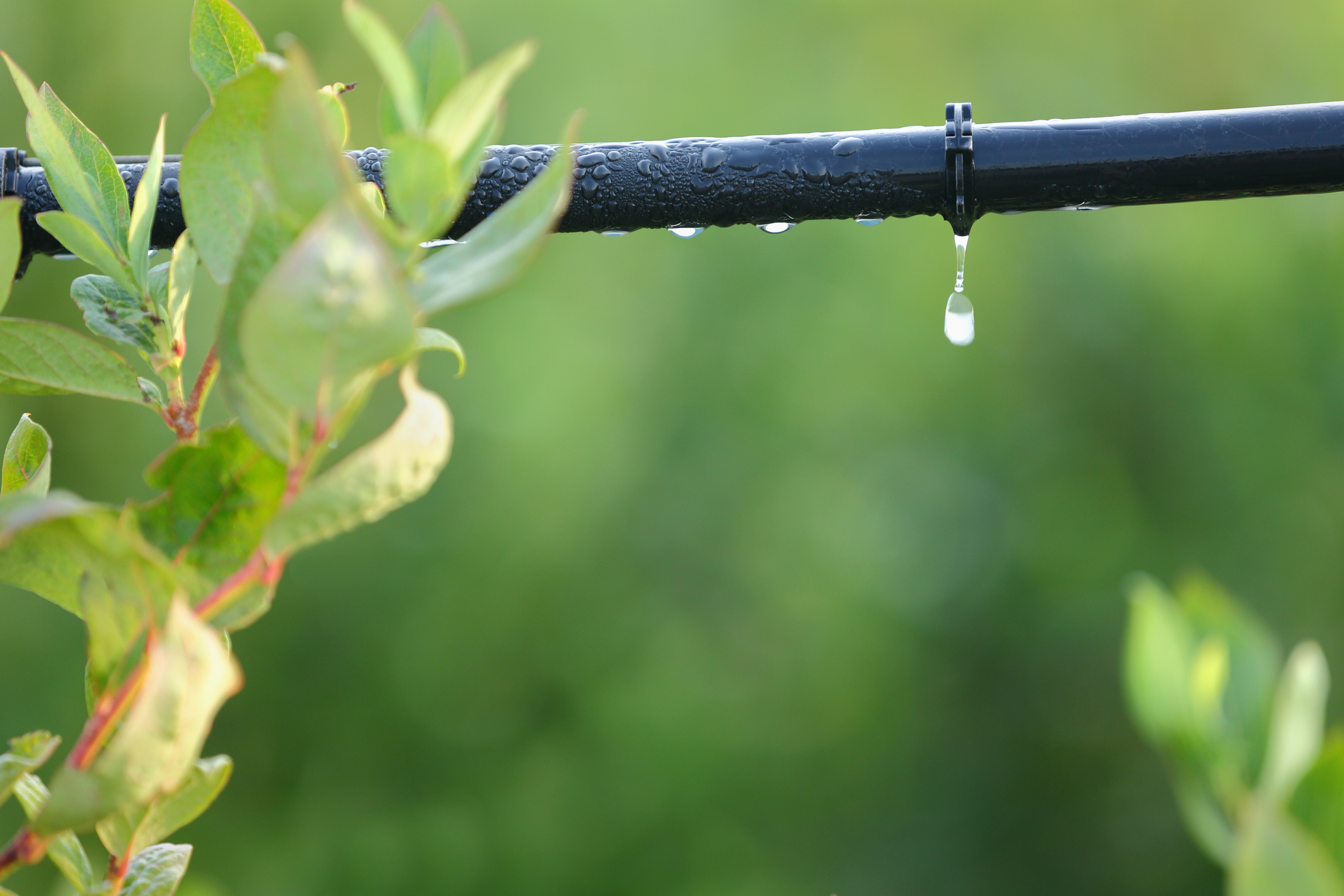 fl agriculture water treatment